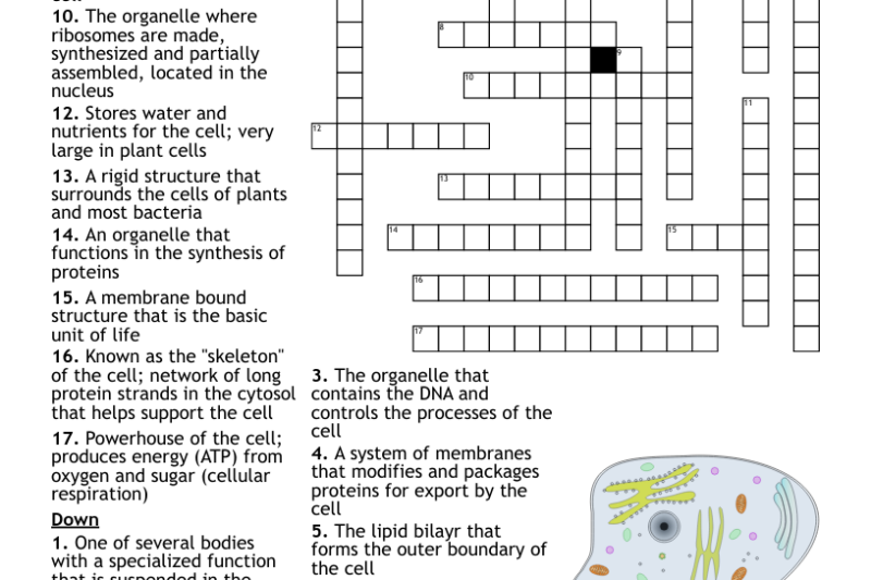 Cell Organelle Crossword Puzzle