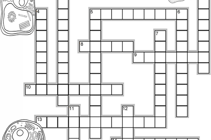 Cell Puzzle Worksheet Answers