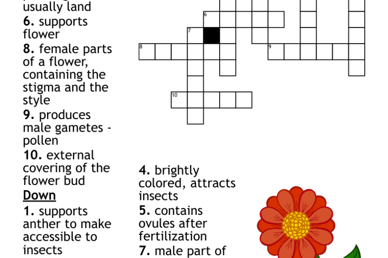 Flower Part Crossword Puzzle