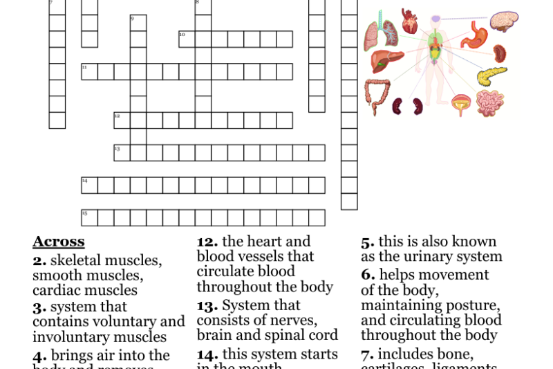 Body Systems Crossword Puzzle