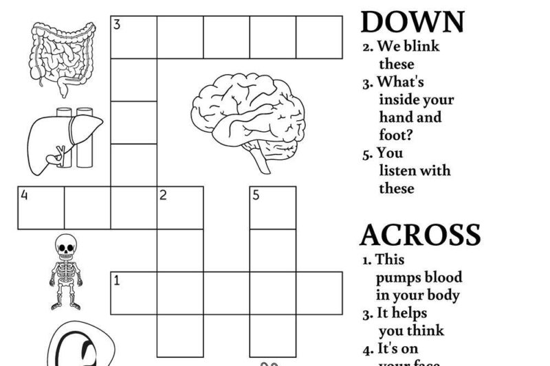 Human Body Crossword Puzzle Printable