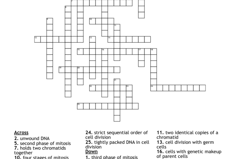 Mitosis Meiosis Crossword Puzzle