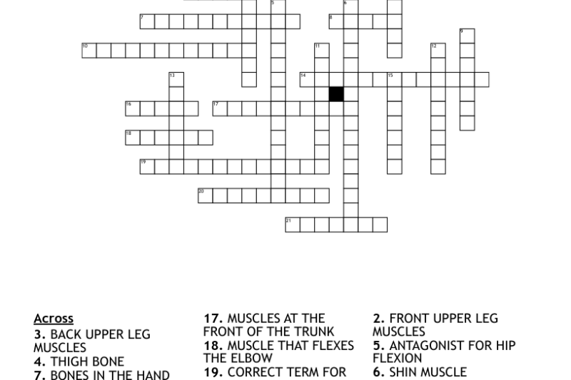 Back Muscles Crossword Puzzle