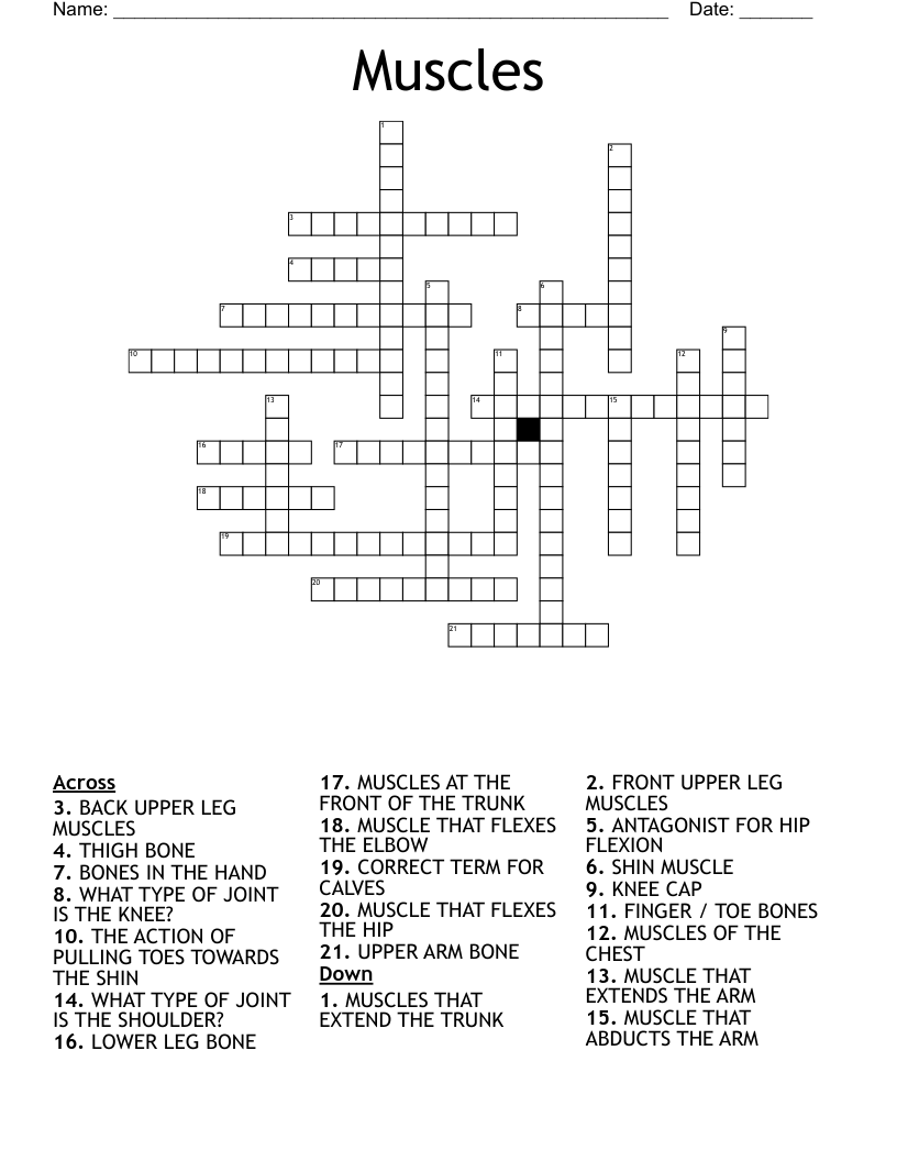 Muscles Crossword WordMint