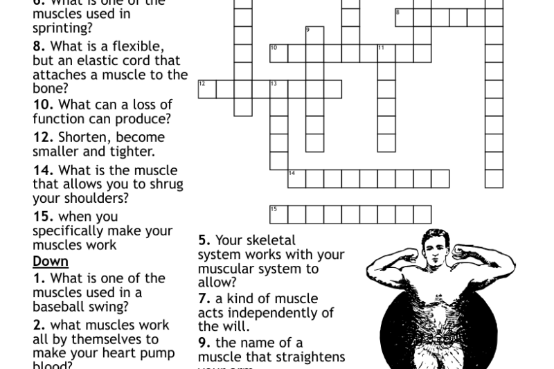 Muscular System Crossword Puzzle
