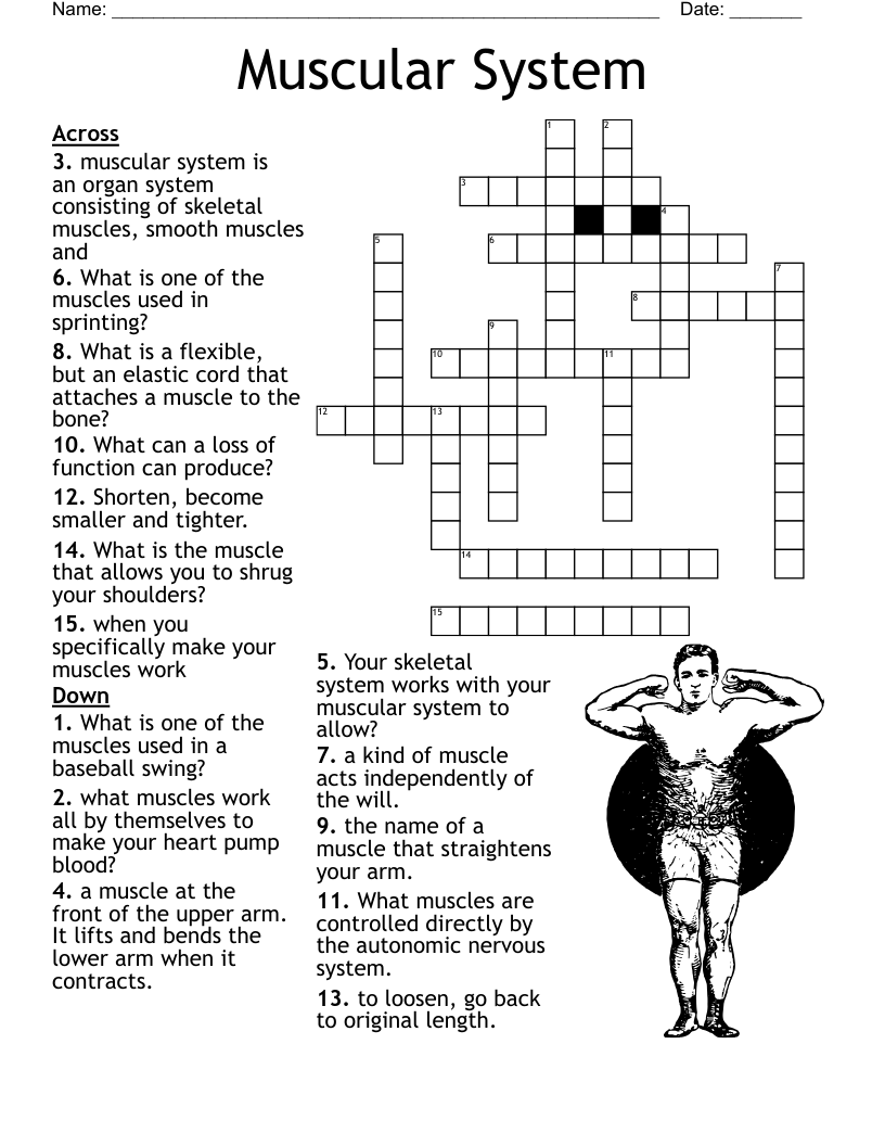 Muscular System Crossword WordMint