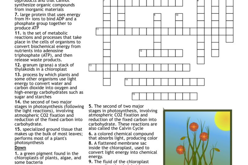 Photosynthesis Crossword Puzzle Answer Key