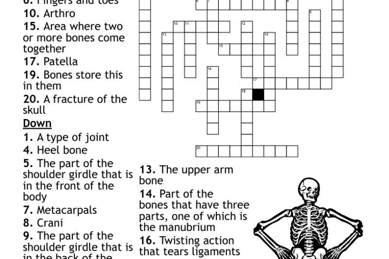 Printable Skeletal System Crossword Puzzle