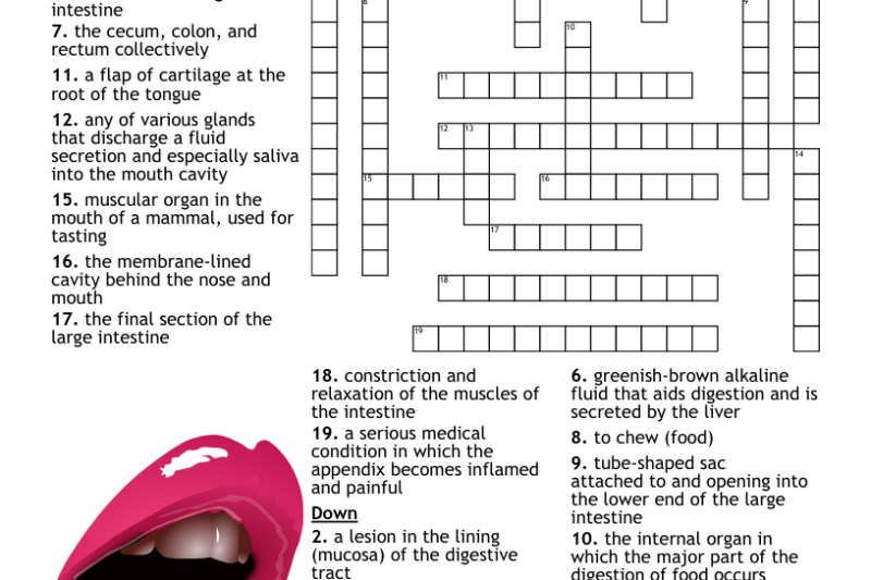 Stomachs Crossword Puzzle Clue