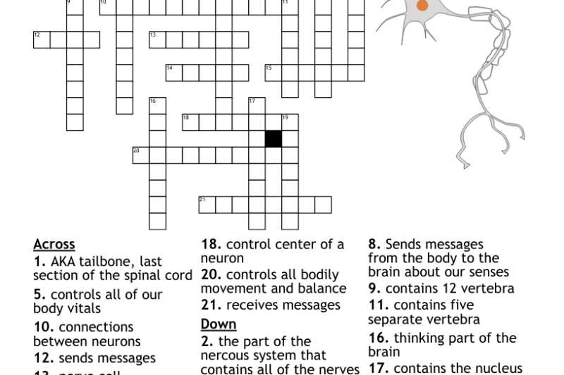 The Nervous System Crossword Puzzle